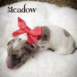 Meadow - Parti female Double Doodle puppy in Cleveland, Tennessee from Edgewater Doodles & Designer Pups
