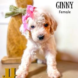 Ginny - Parti female Goldendoodle puppy in Hilton, New York from The House of Goldendoodle