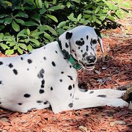Duchess - Dalmatian