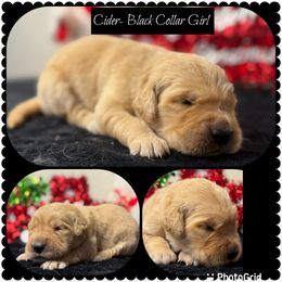 Cider - Golden female Golden Retriever puppy in Touchet, Washington from Northwest Rainbow Aussies and Golden Retrievers