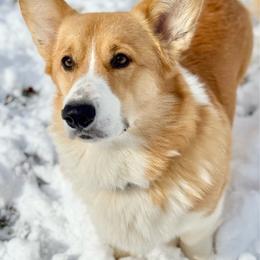RiffRaff - Pembroke Welsh Corgi