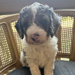 Bernedoodle puppies from Banner Bernedoodles
