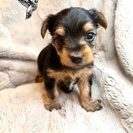 Frank Sinatra - Black and tan male Yorkshire Terrier puppy in Utah from Hummingbird Farm & Gardens