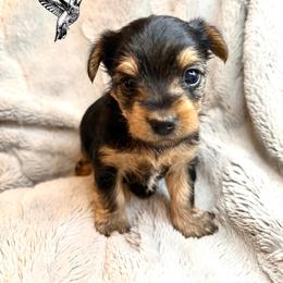 Frank Sinatra - Black and tan male Yorkshire Terrier puppy in Utah from Hummingbird Farm & Gardens