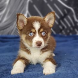 Pomsky Puppies from Candyland Pomskies