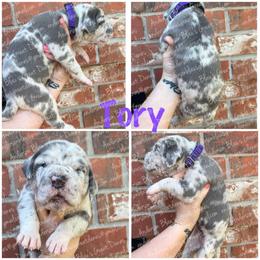 Tory - Merle female Great Dane puppy in Granbury, Texas from Anderson Blau’s Great Danes