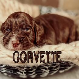 Corvette - Chocolate male Australian Labradoodle puppy in Decatur, Alabama from Southern Meadows Doodles