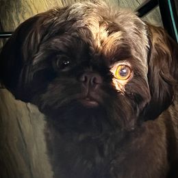 Hazel - Shih Tzu