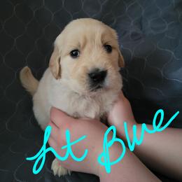 Lt Blue Collar - Light golden male Golden Retriever puppy in Brush Prairie, Washington from Paradise Peaks