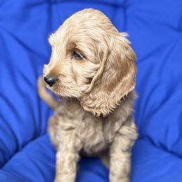 Wanda - Red  Goldendoodle puppy in Salem, Oregon from Capital Doodles