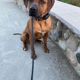 Rhodesian Ridgeback All Grown Up from Stoneridge Ridgebacks
