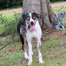 Sibby - Blue merle female Catahoula Leopard Dog puppy in Crestview, Florida from C4 Kennels of FL & AL