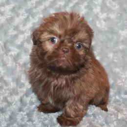 Shih Tzu Puppies from Gypsy Breeze Kennels