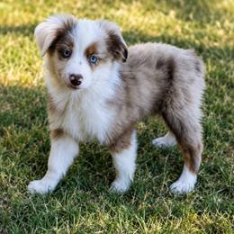 Red Merle 1  discounted his price - Red merle male Toy Australian Shepherd puppy in Stephenville, Texas from Rockin J Lil Aussies