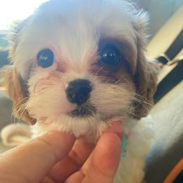 Noah - Blenheim male Cavapoo puppy in Van Alstyne, Texas from Home Grown Puppies