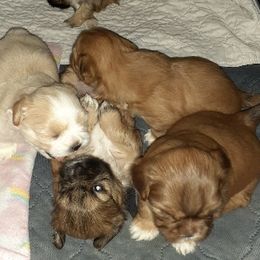 Shih Tzu Puppies from Highland Farms Shih Tzu & Imperial Beauties