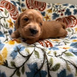Marigold - Cream female Dachshund puppy in Temecula, California from Naomi Magee's Dachshund Kennel