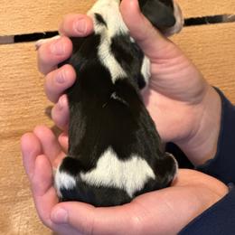 Female 1 - Black brown and white female Basset Hound puppy in Lindley, New York from Hill Top Basset Hounds & Cane Corso