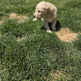Poodle Puppies from shelby ealey