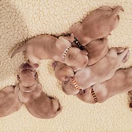 Labrador Retriever Puppies from Cold Creek Farms