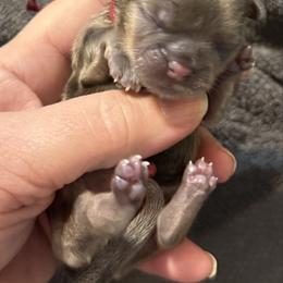 Maroon boy - Liver male Shih Tzu puppy in Berkeley Springs, West Virginia from Sandridge Shih Tzus