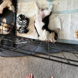 Pembroke Welsh Corgi Puppies from Carousel Corgis