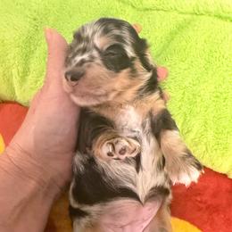 Sparkle - Black and cream female Dachshund puppy in Irving, Texas from DFW Dachshunds by G & S
