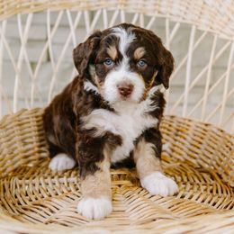 Magnolia - Red tri-color female Aussiedoodle puppy in Spanish Fork, Utah from K Brand Doodles