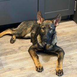 Sable Girl - Purple Collar : Serabi - Sable female German Shepherd puppy in Kissimmee, Florida from Pray Love Shepherd Kennels
