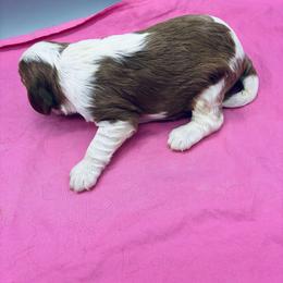 Maisy - Blenheim female Cavalier King Charles Spaniel puppy in Burke, New York from Patti’s Puppies