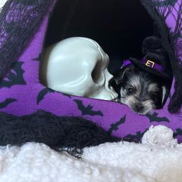 Pecan - Black & tan tri-color female Morkie puppy in Lawrenceville, Georgia from Georgias Finest Puppies