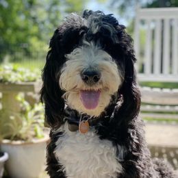 Bernedoodles from Deutsch Hund Haus