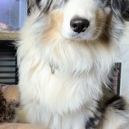 BJ - Australian Shepherd