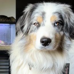 BJ - Australian Shepherd