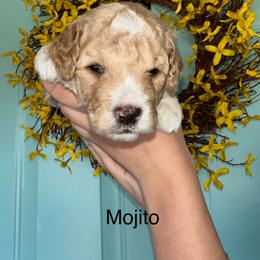Goldendoodle Puppies from Gracious Doodle Dogs