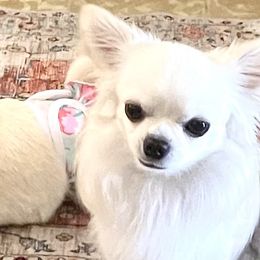 Chihuahuas from Ivory Jewel Chihuahuas