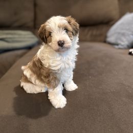 Bear - Tri-color male Bernedoodle puppy in Lititz, Pennsylvania from Bollinger Pups