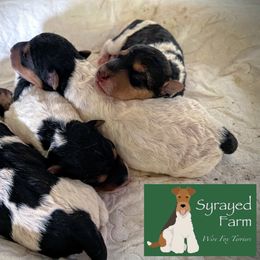 Wire Fox Terrier Puppies from Syrayed Farm