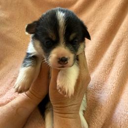 Baby girl black - Black and tan female Pembroke Welsh Corgi puppy in Saint Johns, Florida from Colebrooke Farm