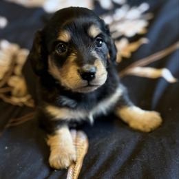 Luna - Black and cream female Dachshund puppy in Salem, Oregon from Longdox Mini Dachshunds