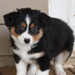 Gale - Black tri female Miniature Australian Shepherd puppy in Gretna, Virginia from Adams Acres Cattle Dogs