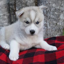 Lily - Sable and white female Siberian Husky puppy in Wiscasset, Maine from Running with Huskies
