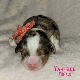 Yahtzee - Merle female Australian Labradoodle puppy in Beecher, Illinois from Erica’s Doodles