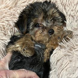 Lexi - Black and tan female Yorkshire Terrier puppy in Kingston, Oklahoma from Lake Life