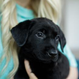 Jet - Black male Labrador Retriever puppy in Allons, Tennessee from UC Labradors LLC