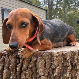 Kia - Dachshund