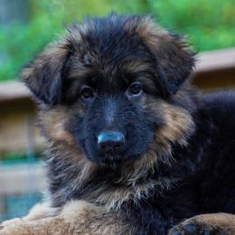 Red Collar - Black and red female German Shepherd puppy in Howell, Michigan from Sheyenne’s Shepherds