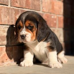 Rufus - Black tan and white male Beagle puppy in Mansfield, Missouri from Rippee Creek Kennel