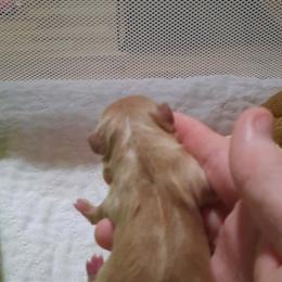 Boy 2 - Tan male Yorkshire Terrier puppy in Old Fort, North Carolina from Tiffany’s Colorful Yorkies
