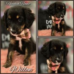 Katherine - Black female Double Doodle puppy in Prescott Valley, Arizona from Ramirez Family Doodles